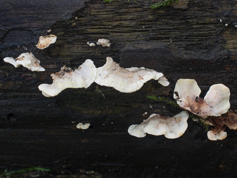 Antrodiella faginea Antrodiella faginea